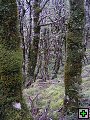 thn_NZ leden-unor 2006 188.jpg